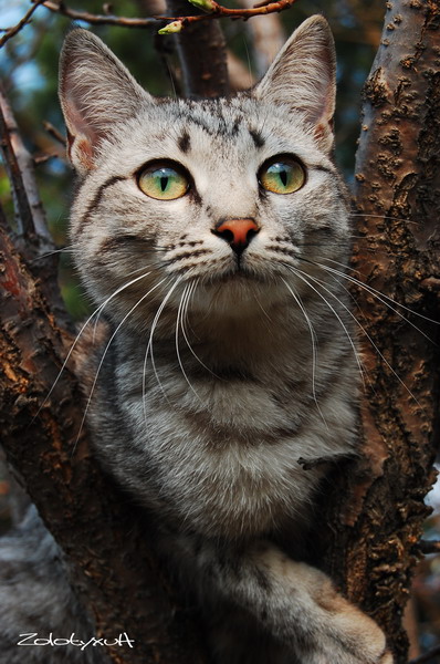 Фото жизнь (light) - Золотухин Евгений - корневой каталог - в даль...