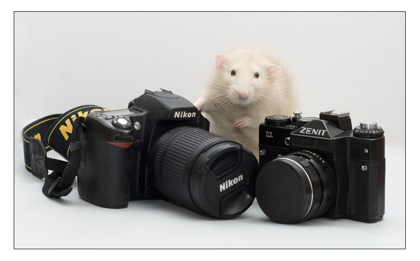 Фото жизнь (light) - Jessy - Alb3. Fancy Rats - Проблема выбора