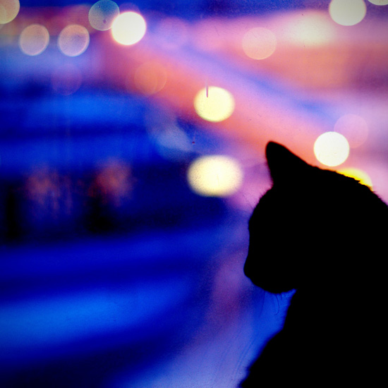 Фото жизнь (light) - Денис Земляков - CATS - сказка про черную кошку