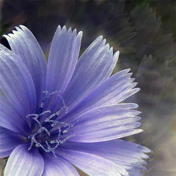 Фото жизнь (light) - Синицына Ольга - утренний - летнего сна цветок