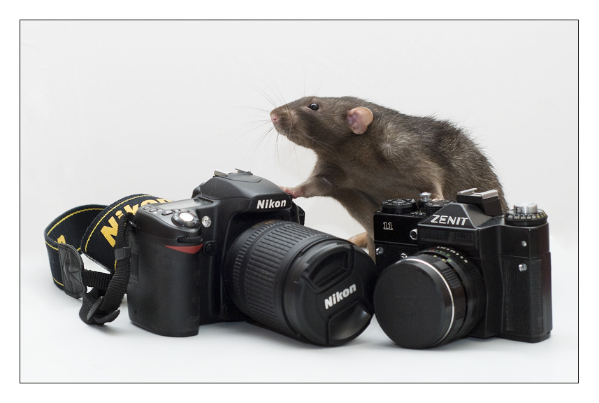 Фото жизнь (light) - Jessy - Alb3. Fancy Rats - Выбрать? Взять оба? А что еще есть?