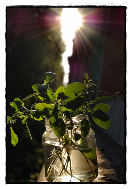 Фото жизнь (light) - Nutrilon - корневой каталог - ***