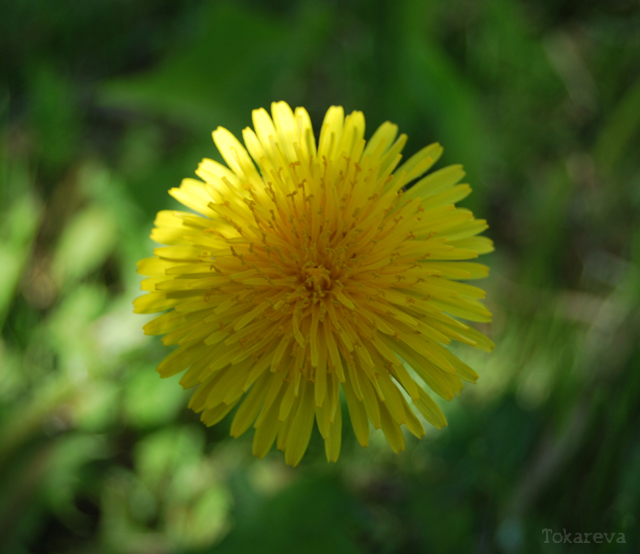 Фото жизнь (light) - Lalian - корневой каталог - Le soleil