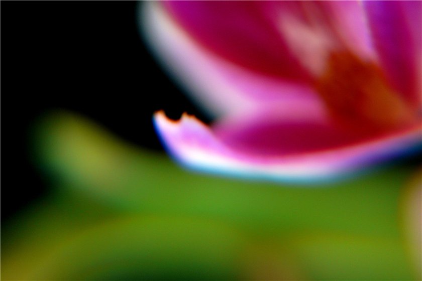Фото жизнь (light) - mystera - Цветочные Blumen. - вот что получается когда макро неполучается :-))