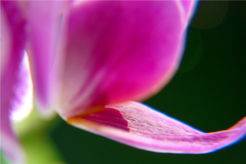 Фото жизнь (light) - mystera - Цветочные Blumen. -  Орхидея....неполучилась 