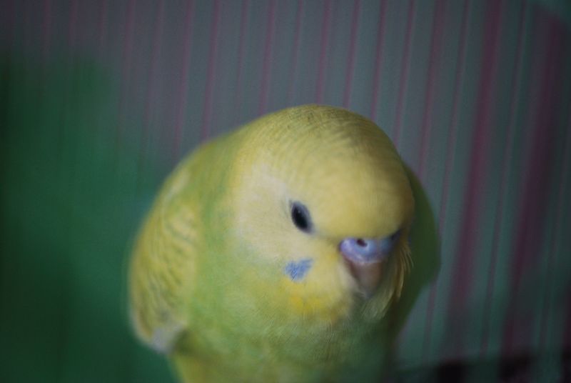 Фото жизнь (light) - aska - животные,птицы - мой попугай