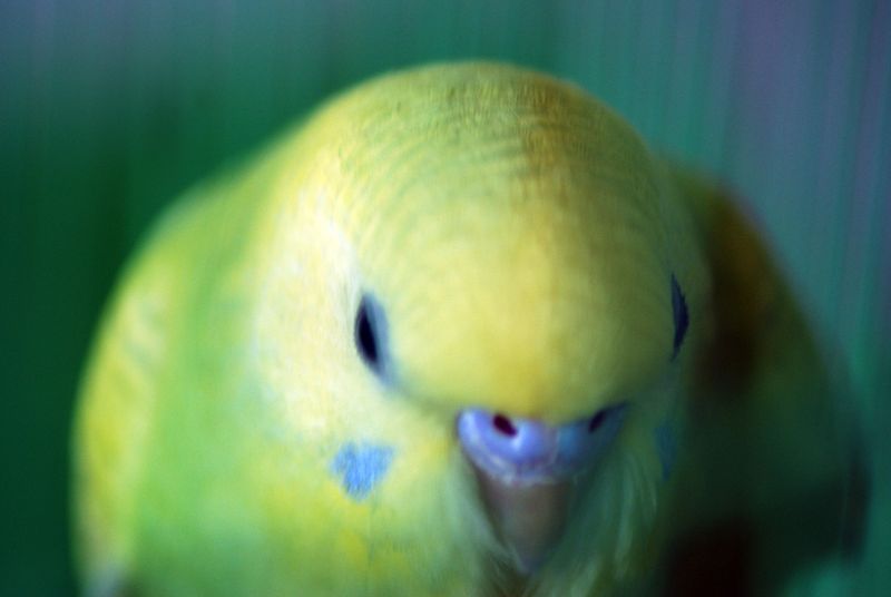 Фото жизнь - aska - животные,птицы - мой попугай