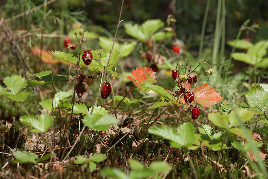 Фото жизнь (light) - Антонина Морозова - Природа - Июль! Земляника!