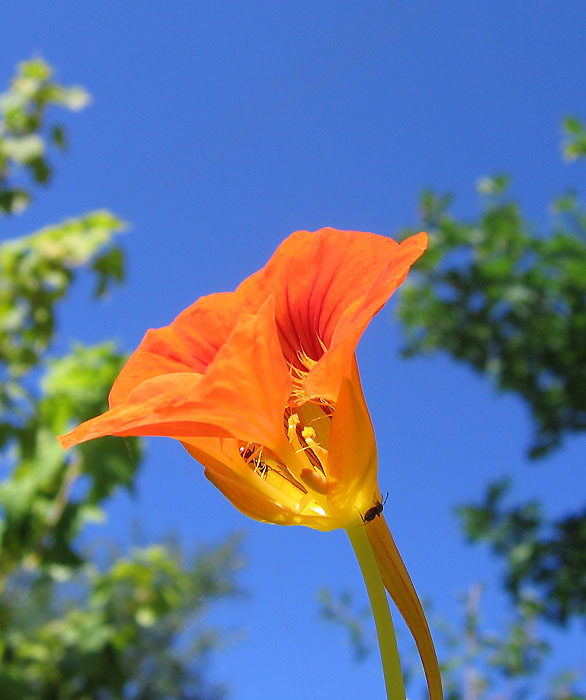Фото жизнь (light) - Svetlana Fadeeva - Многоликость цветов... - Смотрит в небо