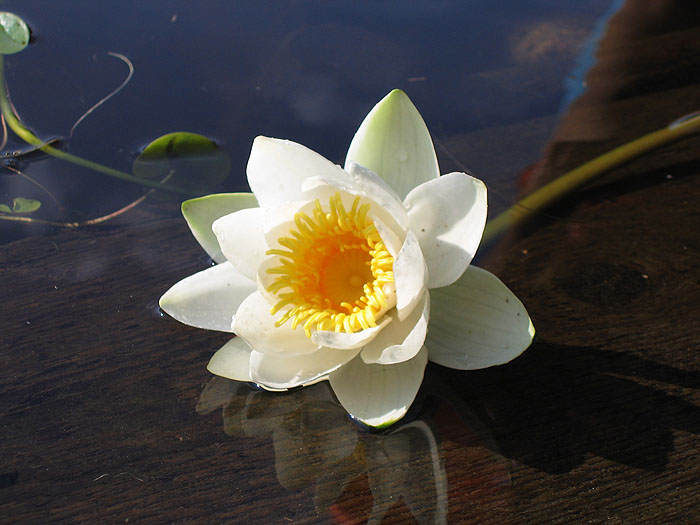 Фото жизнь (light) - Svetlana Fadeeva - Многоликость цветов... - ***