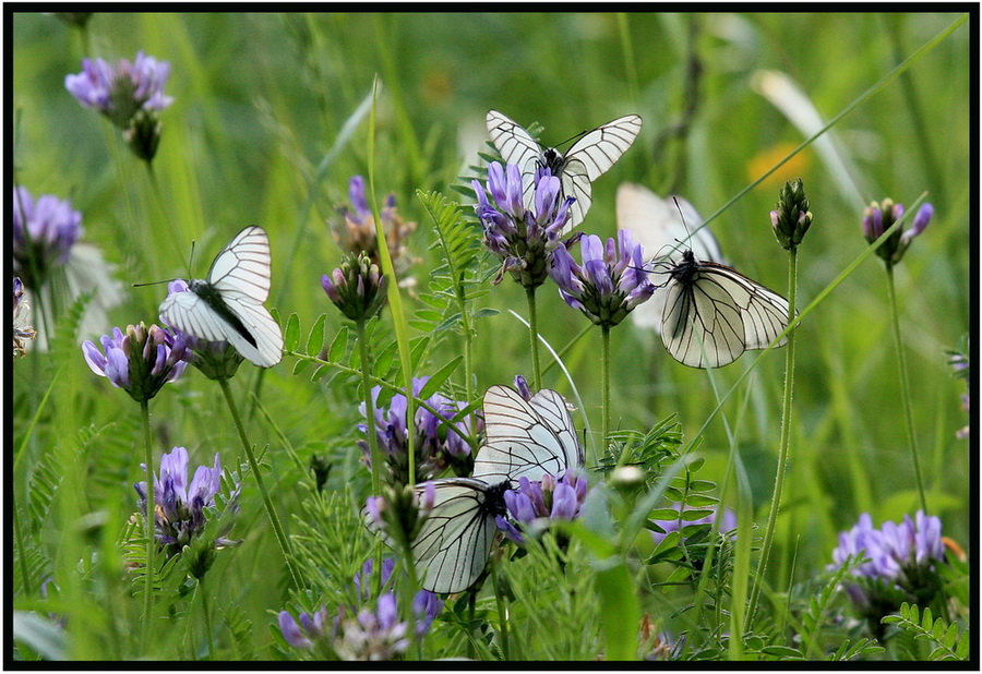 Фото жизнь (light) - valeri045 - корневой каталог - Бабочки