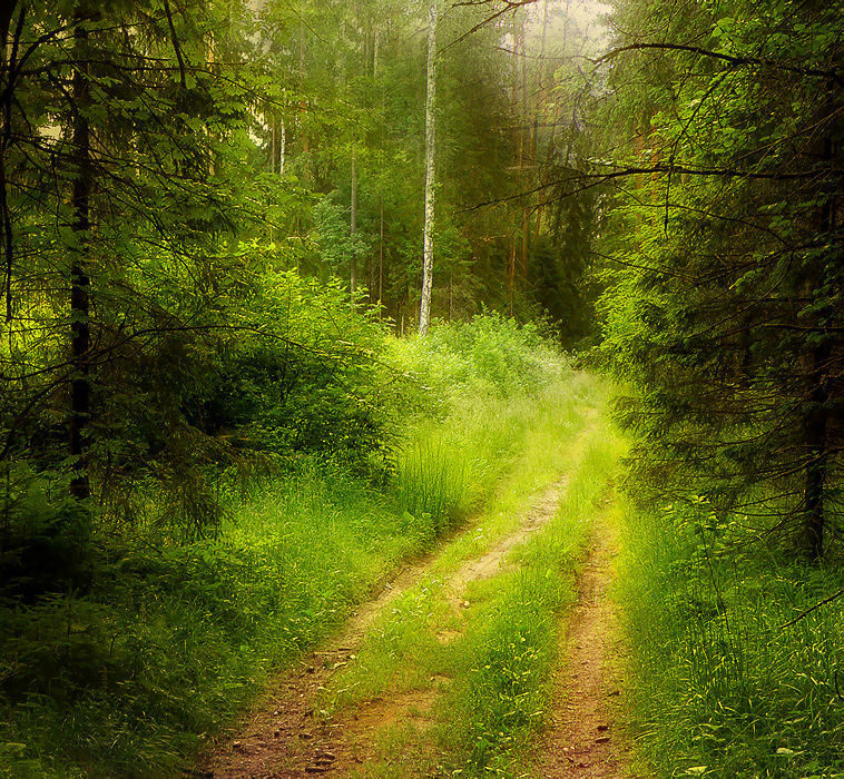 Фото жизнь - emunilkin - пейзаж - Дорога в лесу