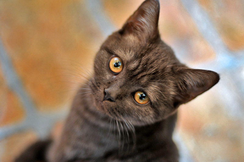 Фото жизнь (light) - Торгашева Светлана - Животные - Умный взгляд