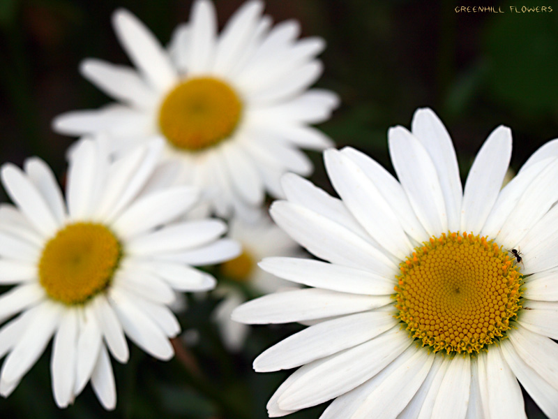 Фото жизнь (light) - IceHammer - Flowers - GreenHill Flowers 2