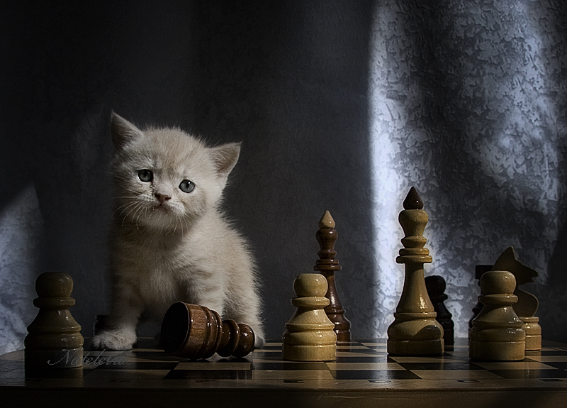 Фото жизнь (light) - Наталья Кузнецова - домашние животные - Белые начинают и выигрывают!