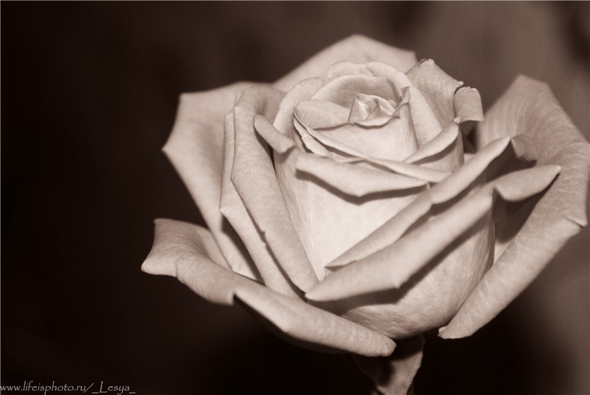 Фото жизнь (light) - _Lesya_ - цветы - rose
