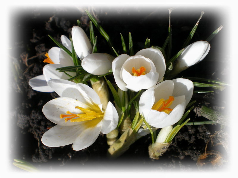 Фото жизнь (light) - natashulpinova - Цветы и растения - Белая красота