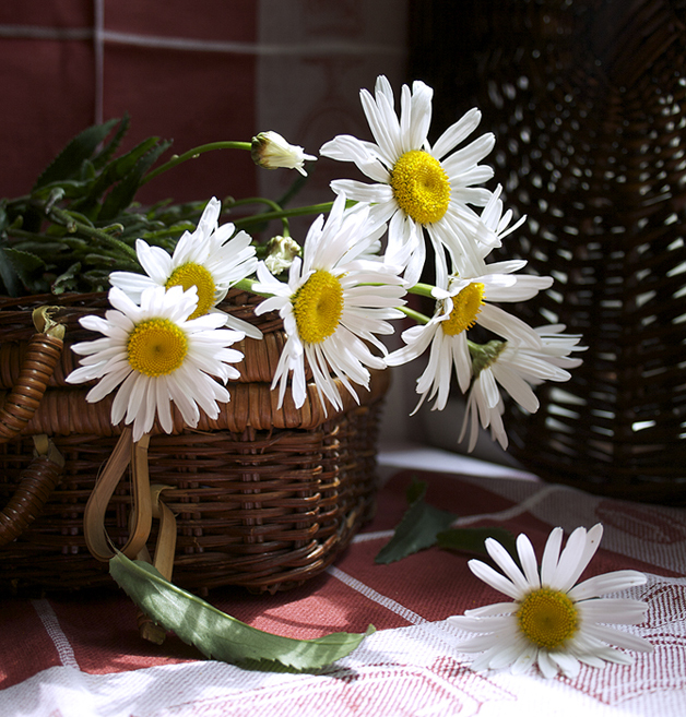 Фото жизнь (light) - Alessandra - Цветы и растения - Пикниковое настроение