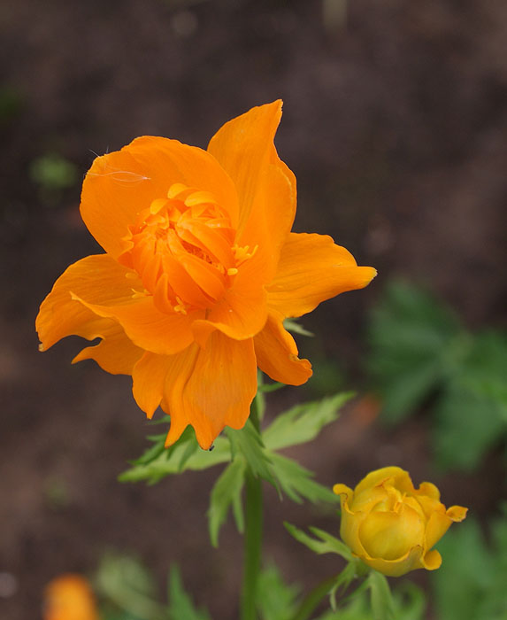 Фото жизнь (light) - Svetlana Fadeeva - Многоликость цветов... - ...