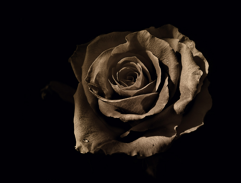 Фото жизнь (light) - LeraL - корневой каталог - роза