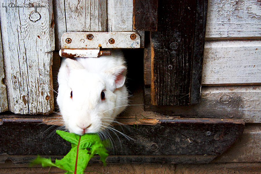 Фото жизнь (light) - Denis Altyphov - Животные - Кролик
