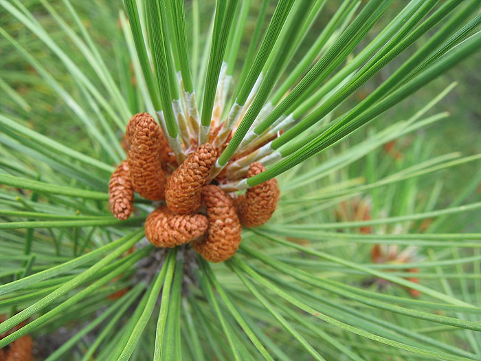 Фото жизнь (light) - Svetlana Fadeeva - Ассоциации - ...