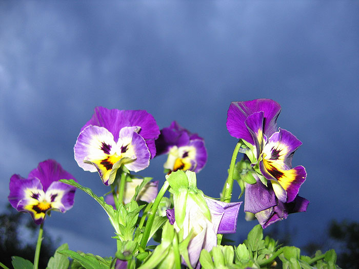 Фото жизнь (light) - Svetlana Fadeeva - Многоликость цветов... - ...переждём ненастье...