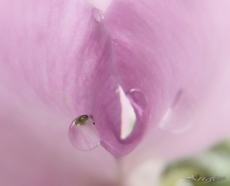 Фото жизнь (light) - Angela Wojtowska  -  МАКРО (цветы) - срезанные цветы...