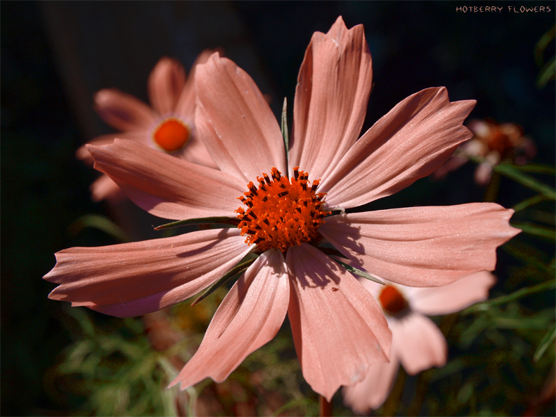 Фото жизнь (light) - IceHammer - Flowers - HotBerry Flowers