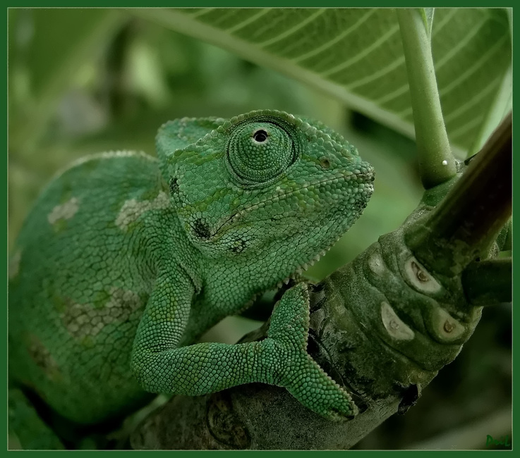 Фото жизнь (light) - prilev - О братьях наших меньших... - Совсем, как огуречик зелёненький он был...