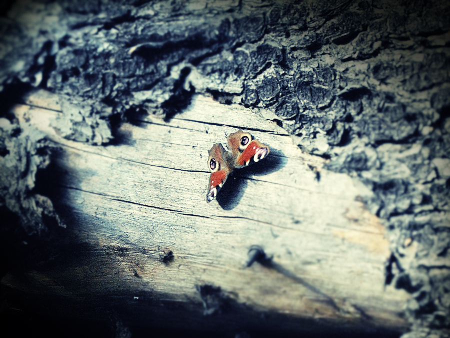 Фото жизнь (light) - mobdick - First - Butterfly