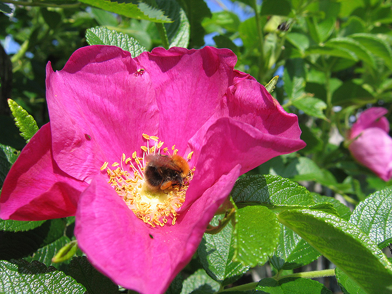 Фото жизнь (light) - Svetlana Fadeeva - Многоликость цветов... - Труженник...