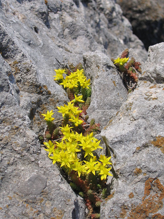 Фото жизнь (light) - Svetlana Fadeeva - Многоликость цветов... - И на камнях растут цветы...