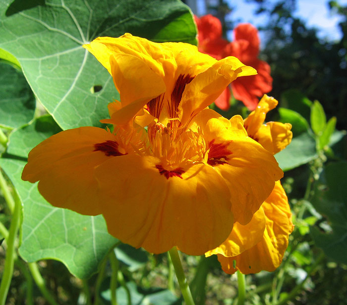 Фото жизнь (light) - Svetlana Fadeeva - Многоликость цветов... - Солнечный цветок