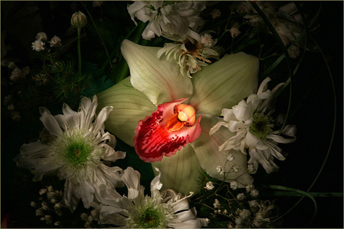Фото жизнь - VBaleha - корневой каталог - Проводы орхидеи