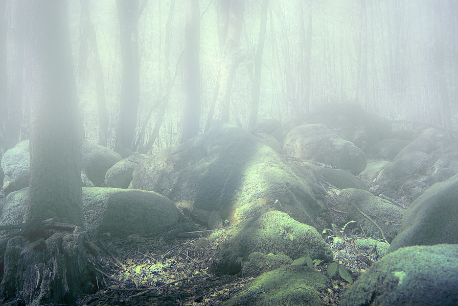 Фото жизнь (light) - Grey - корневой каталог - Утро волшебного леса
