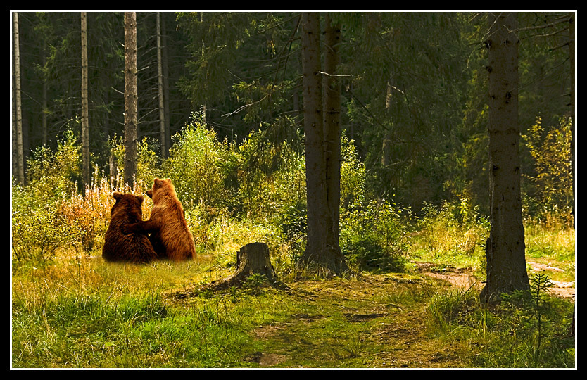 Фото жизнь - Леонид Чуванов - Пейзаж - В лесу