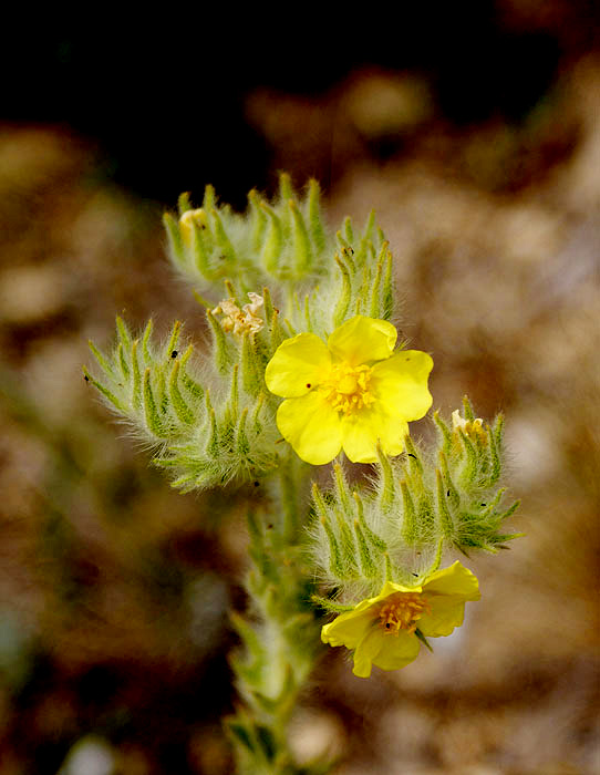 Фото жизнь (light) - Svetlana Fadeeva - Многоликость цветов... - ...