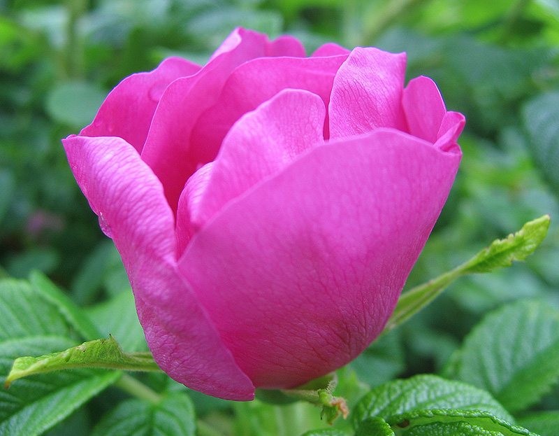 Фото жизнь (light) - Svetlana Fadeeva - Многоликость цветов... - Домик Дюймовочки