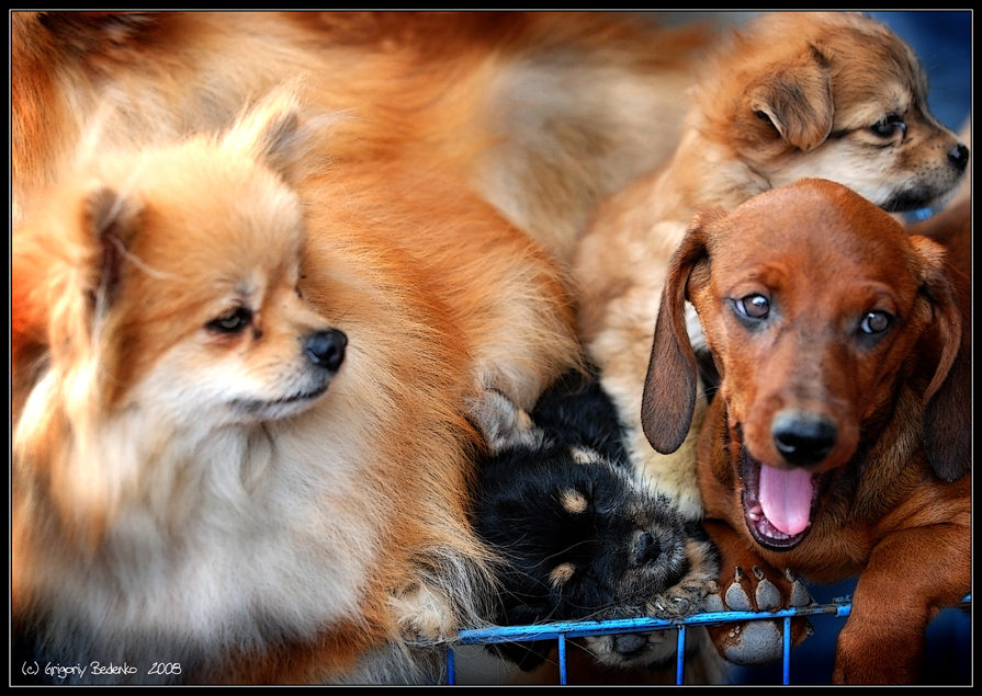 Фото жизнь (light) - Grigoriy_Bedenko - # Собачий рынок в Ланчжоу # - из серии # Собачий рынок в Ланчжоу #