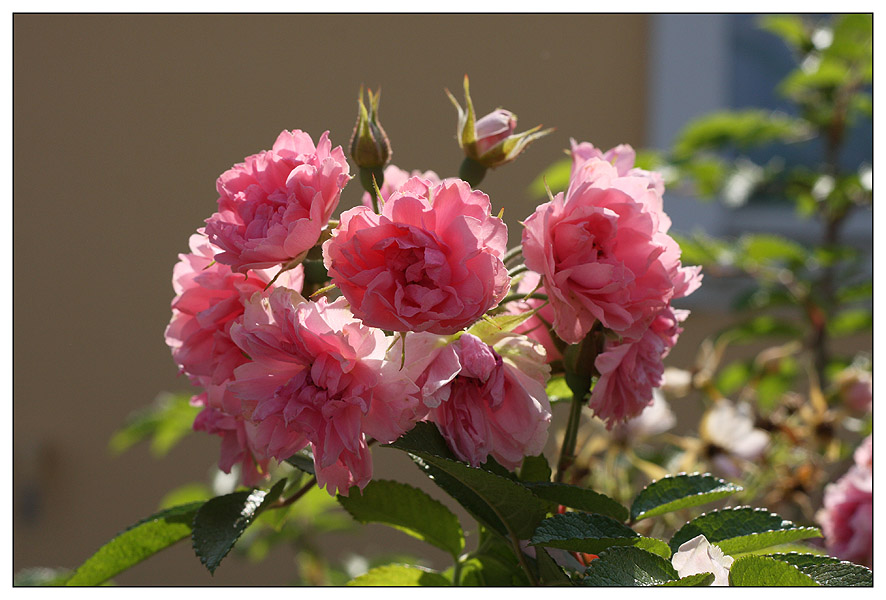Фото жизнь (light) - Антонина Морозова - Природа - В саду