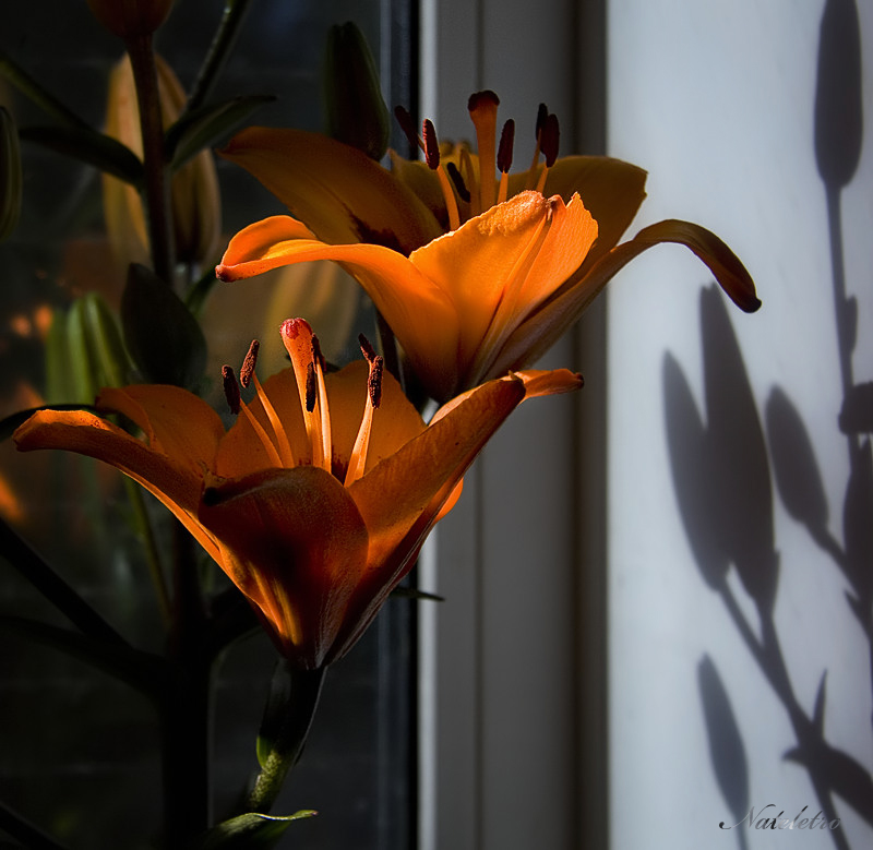 http://photos.lifeisphoto.ru/37/2/378404.jpg