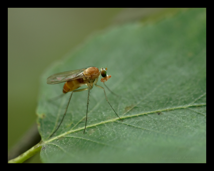 Фото жизнь (light) - Алексей Викулаев - Macro Insects - На ходулях