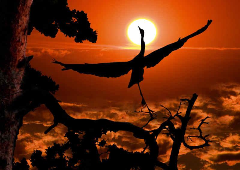 Фото жизнь (light) - Photo-classic - Птицы - Балет на тему В мире животных.