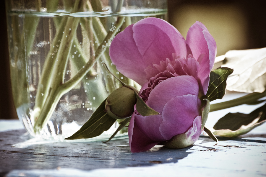 Фото жизнь (light) - azur - корневой каталог - morning fresh
