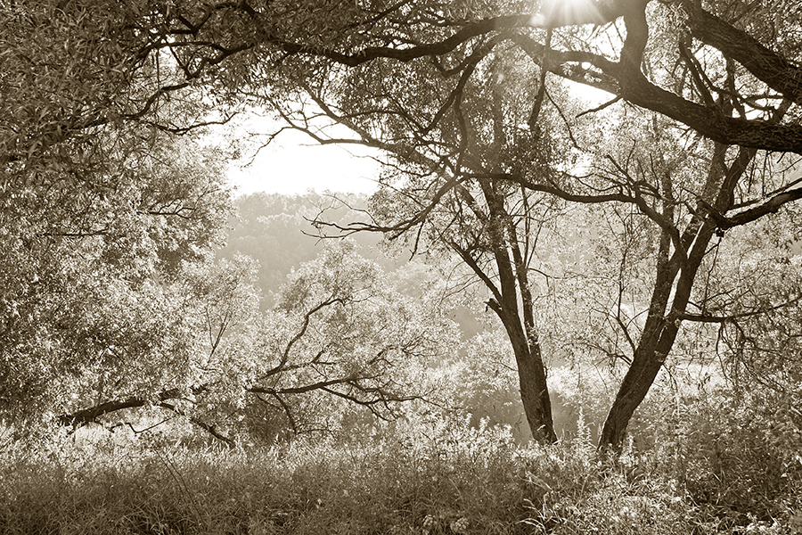 Фото жизнь (light) - ballada - природа - летний лес