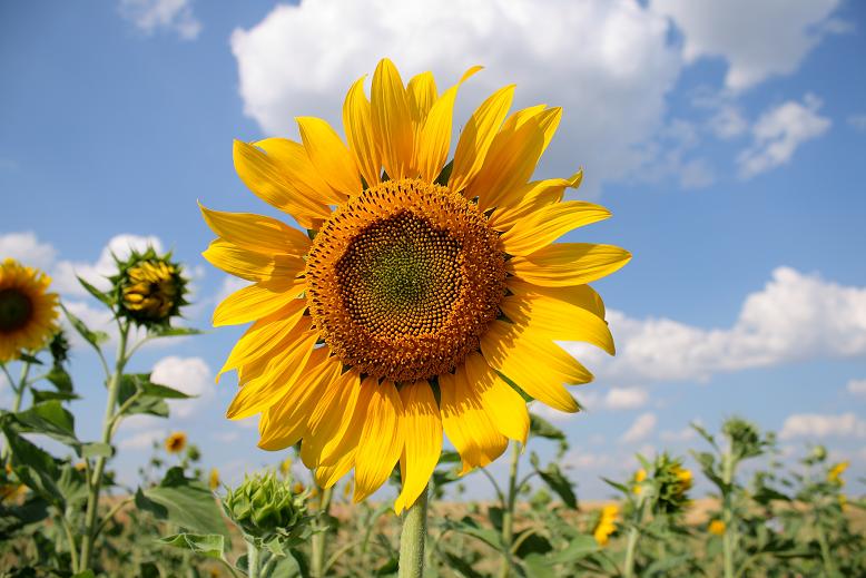 Фото жизнь (light) - Glavniy - корневой каталог - sunflower