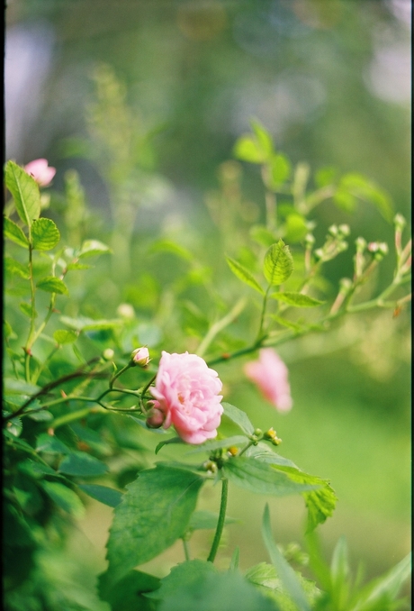 Фото жизнь - CarMan - Цветы - rose