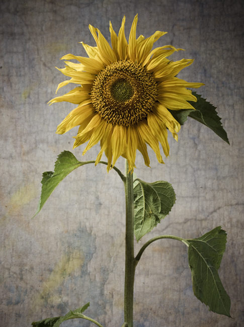 Фото жизнь (light) - Игорь Колосов - Натюрморты - Подсолнушек...этюд