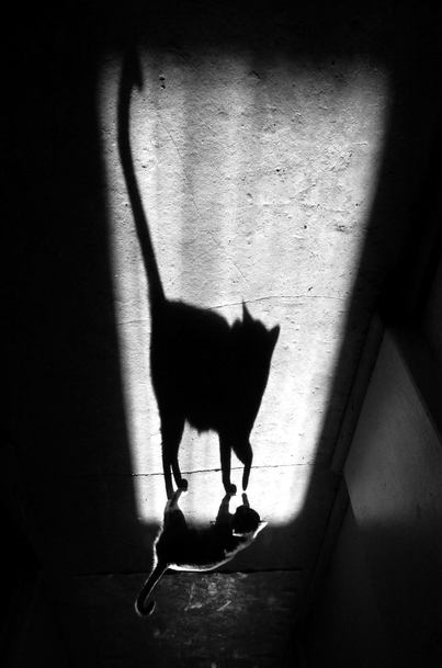 Фото жизнь (light) - Алексей Бедный - корневой каталог - тень и её кот